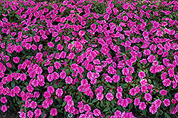 Bounce Pink Flame Impatiens (Impatiens 'Balboufink') at A Very Successful Garden Center