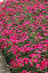 Bouquet Rose Pinks (Dianthus 'Bouquet Rose') at A Very Successful Garden Center