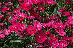 Bouquet Rose Pinks (Dianthus 'Bouquet Rose') at Stonegate Gardens
