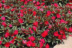 Divine Scarlet Bronze Leaf New Guinea Impatiens (Impatiens hawkeri 'Divine Scarlet Bronze Leaf') at Lakeshore Garden Centres