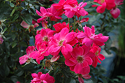 Cheri Kolorscape Rose (Rosa 'KORelfkolo') at Stonegate Gardens