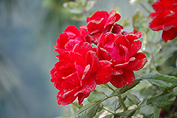 Milano Kolorscape Rose (Rosa 'KORjuwko') at Lakeshore Garden Centres