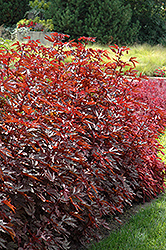 Mahogany Splendor Hibiscus (Hibiscus acetosella 'Mahogany Splendor') at A Very Successful Garden Center