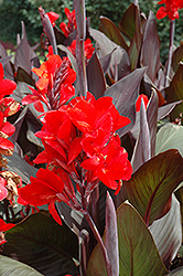 Cannova Bronze Scarlet Canna (Canna 'Cannova Bronze Scarlet') at A Very Successful Garden Center