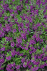 Archangel Dark Purple Angelonia (Angelonia angustifolia 'Balarckle') at Lakeshore Garden Centres