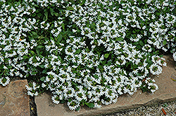 Bondi White Fan Flower (Scaevola aemula 'Bondi White') at A Very Successful Garden Center