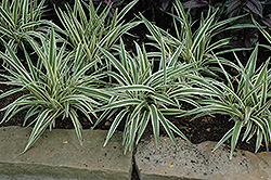 Variegated Flax Lily (Dianella tasmanica 'Variegata') at A Very Successful Garden Center