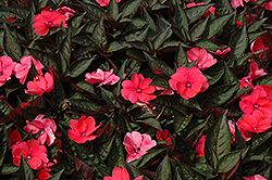 SunPatiens Compact Deep Rose New Guinea Impatiens (Impatiens 'SakimP017') at Lakeshore Garden Centres