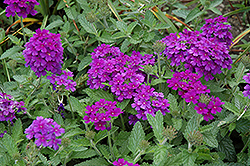 EnduraScape Dark Purple Verbena (Verbena 'Balendakle') at A Very Successful Garden Center