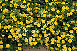 Landmark Yellow Lantana (Lantana camara 'Landmark Yellow') at The Mustard Seed
