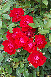 Kardinal Kolorscape Rose (Rosa 'KORsixkono') at A Very Successful Garden Center