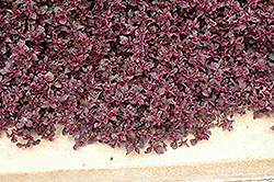 Purple Lady Blood Leaf (Iresine herbstii 'Purple Lady') at Lakeshore Garden Centres