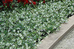 AngelMist Spreading White Angelonia (Angelonia angustifolia 'Balangspri') at A Very Successful Garden Center