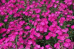 Bouquet Purple Pinks (Dianthus 'Bouquet Purple') at Stonegate Gardens