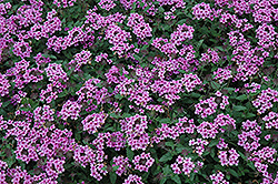 EnduraScape Lavender Verbena (Verbena 'Balenday') at A Very Successful Garden Center