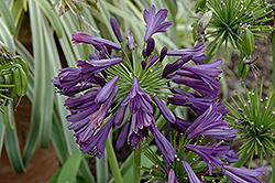Purple Delight Agapanthus (Agapanthus 'Purple Delight') at A Very Successful Garden Center