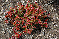 Lutin Rouge Japanese Barberry (Berberis thunbergii 'Lutin Rouge') at A Very Successful Garden Center