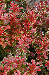 Lutin Rouge Japanese Barberry (Berberis thunbergii 'Lutin Rouge') at A Very Successful Garden Center