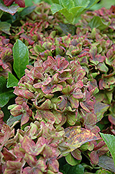 Pistachio Hydrangea (Hydrangea macrophylla 'Horwack') at Lakeshore Garden Centres