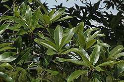 Shingle Oak (Quercus imbricaria) at Lakeshore Garden Centres