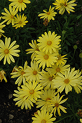 Voltage Yellow African Daisy (Osteospermum 'Voltage Yellow') at A Very Successful Garden Center