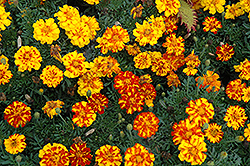 Durango Bolero Marigold (Tagetes patula 'Durango Bolero') at A Very Successful Garden Center
