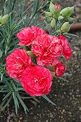 Can Can Rose Carnation (Dianthus caryophyllus 'Can Can Rose') at Lakeshore Garden Centres