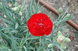 Can Can Scarlet Carnation (Dianthus caryophyllus 'Can Can Scarlet') at A Very Successful Garden Center