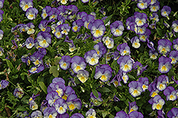 Halo Sky Blue Pansy (Viola cornuta 'Halo Sky Blue') at A Very Successful Garden Center