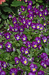 Halo Violet Pansy (Viola cornuta 'Halo Violet') at A Very Successful Garden Center
