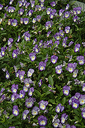 Halo Lilac Pansy (Viola cornuta 'Halo Lilac') at Stonegate Gardens
