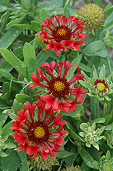 Commotion Frenzy Blanket Flower (Gaillardia x grandiflora 'Commotion Frenzy') at A Very Successful Garden Center
