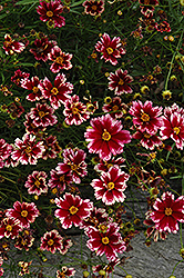 Ruby Frost Tickseed (Coreopsis 'Ruby Frost') at Lakeshore Garden Centres