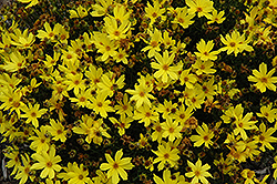 Citrine Tickseed (Coreopsis 'Citrine') at A Very Successful Garden Center