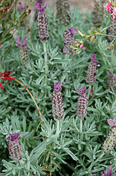 Bright Luxurious Lavender (Lavandula stoechas 'Bright Luxurious') at A Very Successful Garden Center