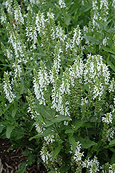 Lyrical White Meadow Sage (Salvia nemorosa 'Florsalwhite') at A Very Successful Garden Center