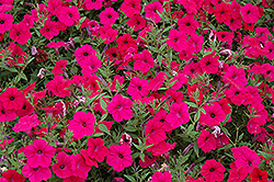 Tidal Wave Cherry Petunia (Petunia 'Tidal Wave Cherry') at A Very Successful Garden Center