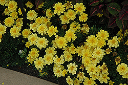 Alumia Vanilla Cream Marigold (Tagetes patula 'Alumia Vanilla Cream') at A Very Successful Garden Center