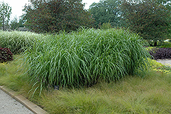 Andante Maiden Grass (Miscanthus sinensis 'Andante') at A Very Successful Garden Center