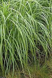 Andante Maiden Grass (Miscanthus sinensis 'Andante') at Lakeshore Garden Centres