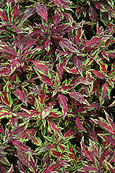 Marquee Red Carpet Coleus (Solenostemon scutellarioides 'Balmarqared') at A Very Successful Garden Center