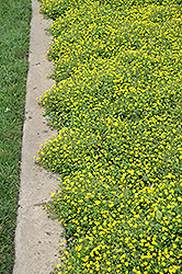 Magic Carpet Yellow Mecardonia (Mecardonia 'Magic Carpet Yellow') at A Very Successful Garden Center