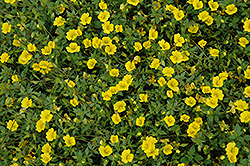Magic Carpet Yellow Mecardonia (Mecardonia 'Magic Carpet Yellow') at A Very Successful Garden Center