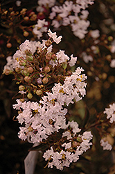 Delta Moonlight Crapemyrtle (Lagerstroemia indica 'Delea') at Stonegate Gardens