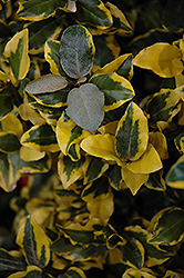 Olive Martini Silverberry (Elaeagnus x ebbingei 'Viveleg') at Stonegate Gardens