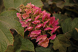 Ruby Slippers Hydrangea (Hydrangea quercifolia 'Ruby Slippers') at Lakeshore Garden Centres