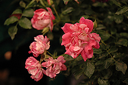 Flower Carpet Pink Splash Rose (Rosa 'Noasplash') at Lakeshore Garden Centres