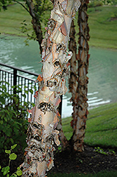 River Birch (Betula nigra) at Lakeshore Garden Centres