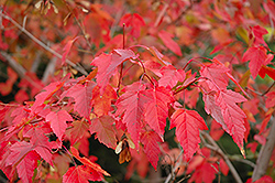 Red November Amur Maple (Acer ginnala 'JFS-UGA') at Stonegate Gardens