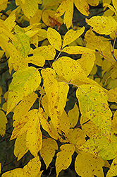 Boxelder (Acer negundo) at Lakeshore Garden Centres